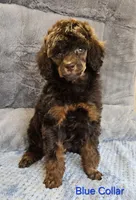 Blue color male Moyen, a male Poodle - Miniature  for sale in Poplar Grove, IL – 1 of 9