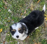 Mini Orange Collar , a male Miniature Aussiedoodle for sale in Poplar Grove, IL – 5 of 6