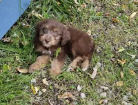 RED COLLAR Mini doodle, a female Poodle - Miniature  and Miniature Aussiedoodle for sale in Poplar Grove, IL – 8 of 10