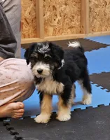 Purple Mini doodle, a female Poodle - Miniature  and Miniature Aussiedoodle for sale in Poplar Grove, IL – 2 of 9