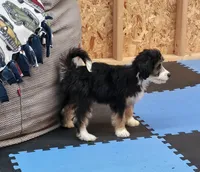 YELLOW collar Mini Doodle, a female Poodle - Miniature  and Miniature Aussiedoodle for sale in Poplar Grove, IL – 7 of 10