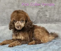 Pink collar gal, a female Poodle - Miniature  for sale in Poplar Grove, IL – 7 of 8