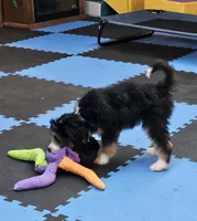 YELLOW collar Mini Doodle, a female Poodle - Miniature  and Miniature Aussiedoodle for sale in Poplar Grove, IL – 4 of 10