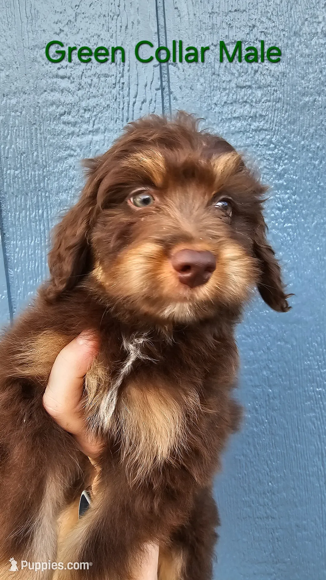 GREEN COLLAR MiniDoodle, a male Poodle - Miniature  and Miniature Aussiedoodle for sale in Poplar Grove, IL – 2 of 8
