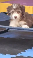 PINK COLLAR  Toy/Mini Doodle, a female Poodle - Miniature  and Miniature Aussiedoodle for sale in Poplar Grove, IL – 4 of 10