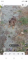 RED COLLAR Mini doodle, a female Poodle - Miniature  and Miniature Aussiedoodle for sale in Poplar Grove, IL – 6 of 10
