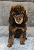 Orange Collar Moyen, a male Poodle - Miniature  for sale in Poplar Grove, IL – 7 of 8