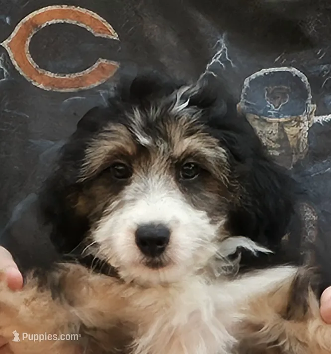 YELLOW collar Mini Doodle, a female Poodle - Miniature  and Miniature Aussiedoodle for sale in Poplar Grove, IL – 1 of 10
