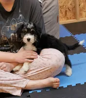Purple Mini doodle, a female Poodle - Miniature  and Miniature Aussiedoodle for sale in Poplar Grove, IL – 6 of 9