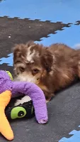 PINK COLLAR  Toy/Mini Doodle, a female Poodle - Miniature  and Miniature Aussiedoodle for sale in Poplar Grove, IL – 5 of 10