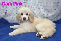 Dark Pink Collar Sm.Standard, a female Poodle - Standard  for sale in Poplar Grove, IL – Photo 2 of 5