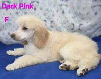 Dark Pink Collar Sm.Standard, a female Poodle - Standard  for sale in Poplar Grove, IL – Photo 3 of 5