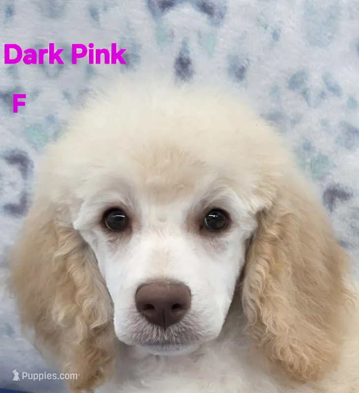 Dark Pink Collar Sm.Standard