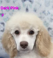 Dark Pink Collar Sm.Standard, a female Poodle - Standard  for sale in Poplar Grove, IL – Photo 1 of 5
