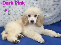Dark Pink Collar Sm.Standard, a female Poodle - Standard  for sale in Poplar Grove, IL – Photo 5 of 5