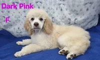 Dark Pink Collar Sm.Standard, a female Poodle - Standard  for sale in Poplar Grove, IL – Photo 4 of 5