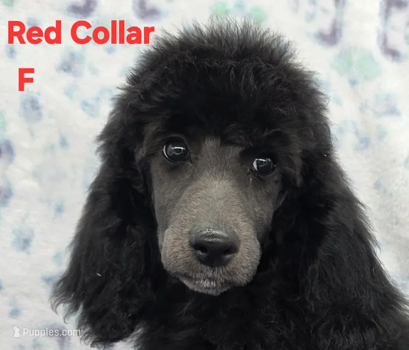 Red Collar Sm st.poodle