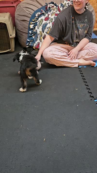 Purple Mini doodle, a female Poodle - Miniature  and Miniature Aussiedoodle for sale in Poplar Grove, IL – 7 of 9
