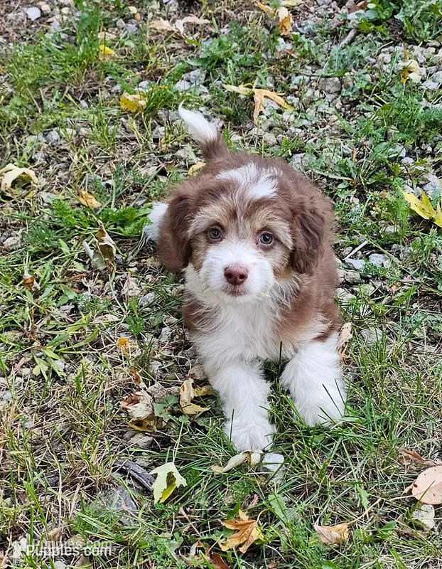 PINK COLLAR  Toy/Mini Doodle, a female Poodle - Miniature  and Miniature Aussiedoodle for sale in Poplar Grove, IL – 1 of 10