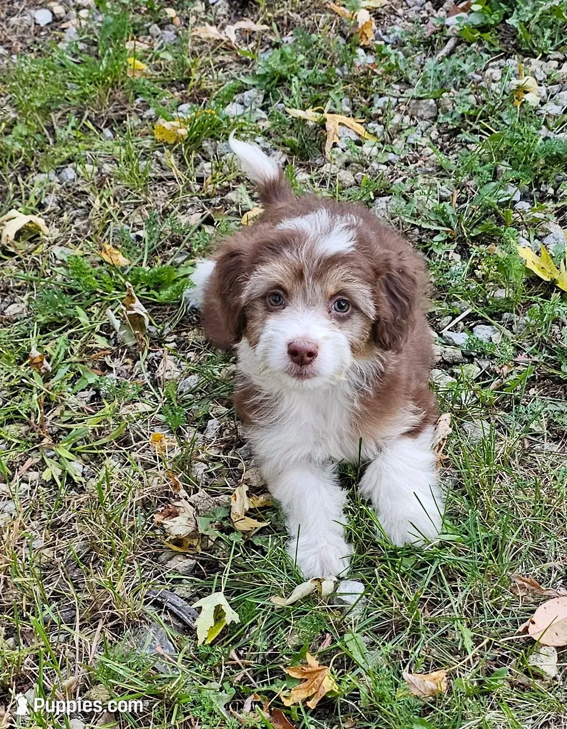 PINK COLLAR  Toy/Mini Doodle, a female Poodle - Miniature  and Miniature Aussiedoodle for sale in Poplar Grove, IL – 1 of 10