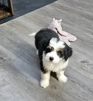 Mini Orange Collar , a male Miniature Aussiedoodle for sale in Poplar Grove, IL – 6 of 6