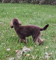 Coco lager mini/Moyen, a female Poodle - Miniature  for sale in Poplar Grove, IL – 5 of 10
