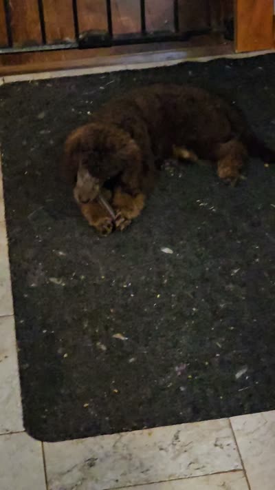 Coco lager mini/Moyen, a female Poodle - Miniature  for sale in Poplar Grove, IL – 9 of 10
