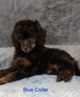 Blue color male Moyen, a male Poodle - Miniature  for sale in Poplar Grove, IL – 4 of 9