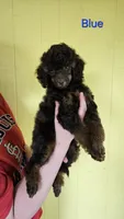 Blue color male Moyen, a male Poodle - Miniature  for sale in Poplar Grove, IL – 8 of 9