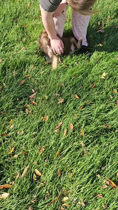 GREEN COLLAR MiniDoodle, a male Poodle - Miniature  and Miniature Aussiedoodle for sale in Poplar Grove, IL – 8 of 8