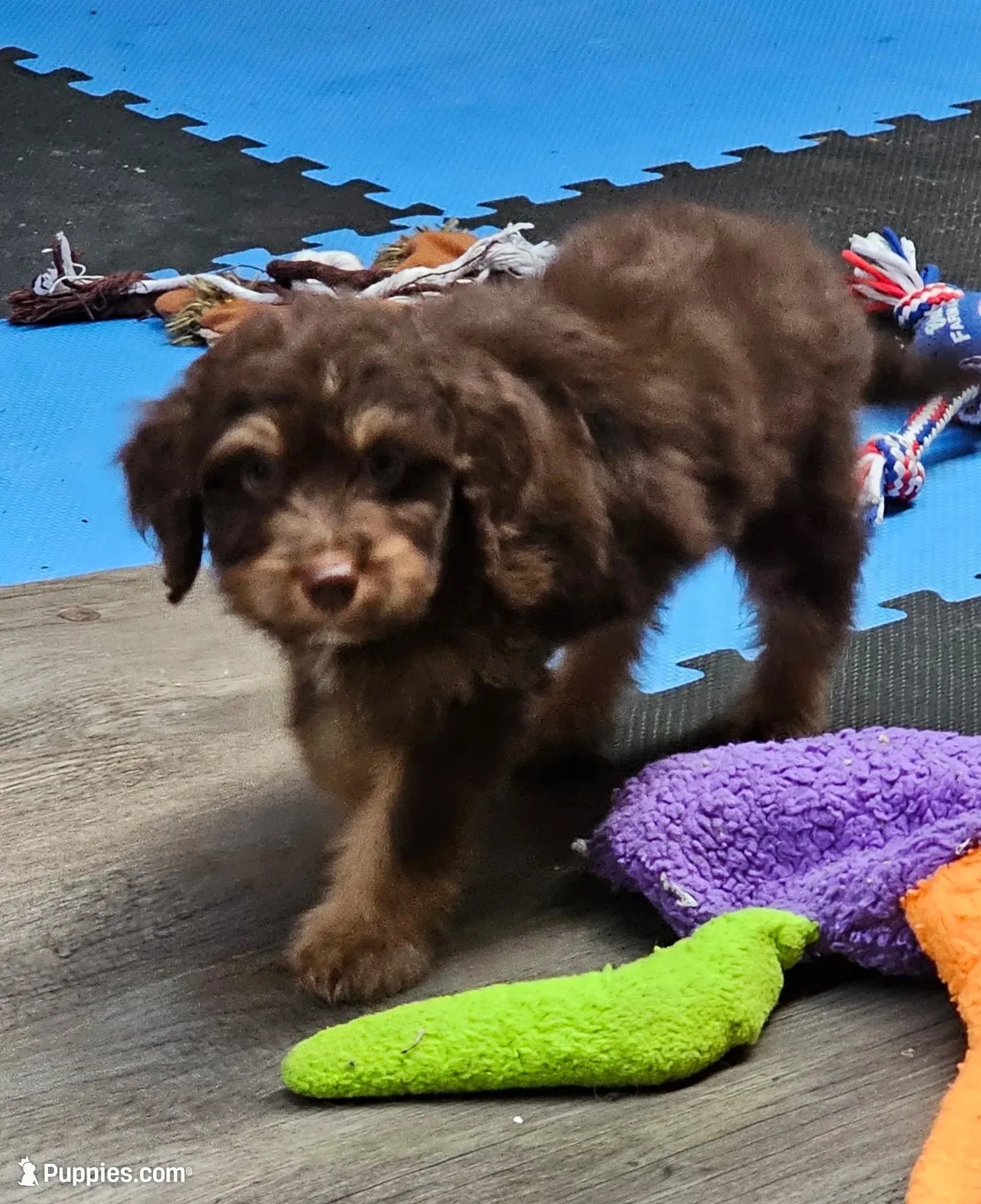 GREEN COLLAR MiniDoodle, a male Poodle - Miniature  and Miniature Aussiedoodle for sale in Poplar Grove, IL – 1 of 8
