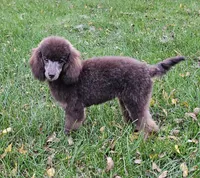Coco lager mini/Moyen, a female Poodle - Miniature  for sale in Poplar Grove, IL – 8 of 10
