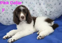 Light Pink female moyen, a female Poodle - Multi-Colored Standard for sale in Poplar Grove, IL – Photo 3 of 5