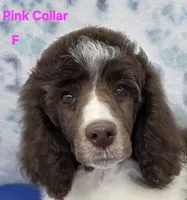 Light Pink female moyen, a female Poodle - Multi-Colored Standard for sale in Poplar Grove, IL – Photo 1 of 5