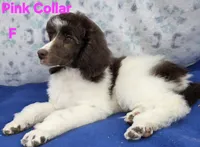Light Pink female moyen, a female Poodle - Multi-Colored Standard for sale in Poplar Grove, IL – Photo 4 of 5