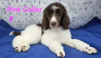 Light Pink female moyen, a female Poodle - Multi-Colored Standard for sale in Poplar Grove, IL – Photo 5 of 5