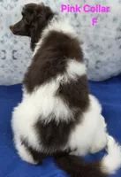 Light Pink female moyen, a female Poodle - Multi-Colored Standard for sale in Poplar Grove, IL – Photo 2 of 5