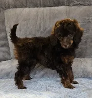 Blue color male Moyen, a male Poodle - Miniature  for sale in Poplar Grove, IL – 7 of 9