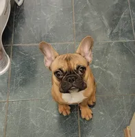 Midge  mimi , a female French Bulldog for sale in Poplar Grove, IL – Photo 2 of 8