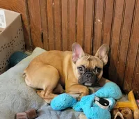 Midge  mimi , a female French Bulldog for sale in Poplar Grove, IL – Photo 1 of 6