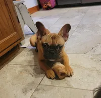 Midge  mimi , a female French Bulldog for sale in Poplar Grove, IL – Photo 5 of 6