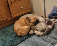 Midge  mimi , a female French Bulldog for sale in Poplar Grove, IL – Photo 4 of 6