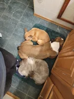 Midge  mimi , a female French Bulldog for sale in Poplar Grove, IL – Photo 8 of 8