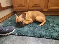 Midge  mimi , a female French Bulldog for sale in Poplar Grove, IL – Photo 6 of 6