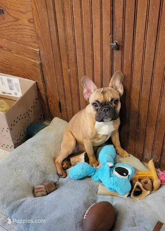 Midge  mimi  – French Bulldog puppy for sale in Poplar Grove, IL