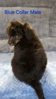 Blue color male Moyen, a male Poodle - Miniature  for sale in Poplar Grove, IL – 2 of 9