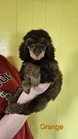 Orange Collar Moyen, a male Poodle - Miniature  for sale in Poplar Grove, IL – 4 of 8