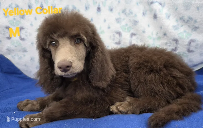 Small standard yellow collar