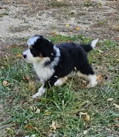 Mini Orange Collar , a male Miniature Aussiedoodle for sale in Poplar Grove, IL – 3 of 6