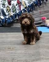 GREEN COLLAR MiniDoodle, a male Poodle - Miniature  and Miniature Aussiedoodle for sale in Poplar Grove, IL – 3 of 8